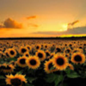 Meet your Posher, Brookelyn